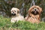 LHASSA APSO 239